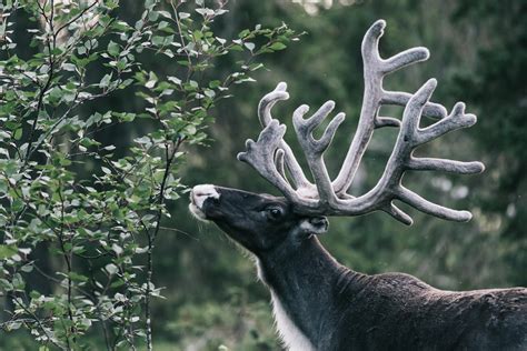 Arctic Wildlife - the animals of Lapland | Visit Finnish Lapland