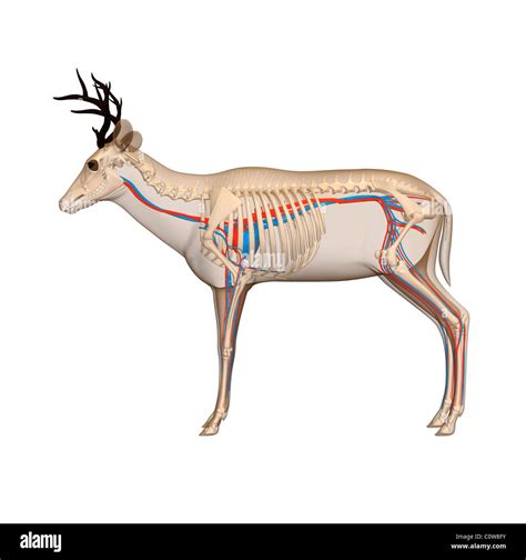 Anatomy Of Deer Heart - Anatomy Book