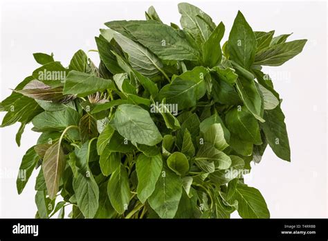 Bunch of Green Amaranth leaves (Amaranthus viridis) on a white ...