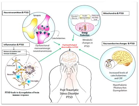 Pathophysiology Of Ptsd In The Brain