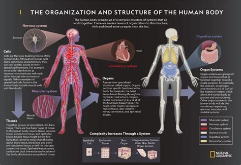 The human body is made up of a complex structure of systems that all work together. Th… | Human ...