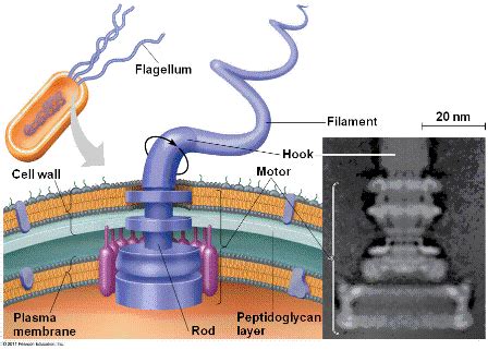 Quia - 9AP Chapter 27 - Bacteria and Archaea (detailed)