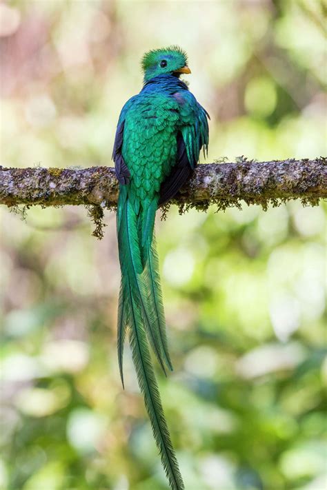 Resplendent quetzal of Costa Rica a show-stopper