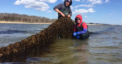 Exploring how kelp farming can tackle climate change | The Fish Site