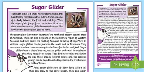 Sugar Glider Fact Sheet (Teacher-Made) - Twinkl