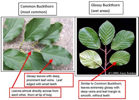 How to Identify Buckthorn | Burnsville, MN - Official Website