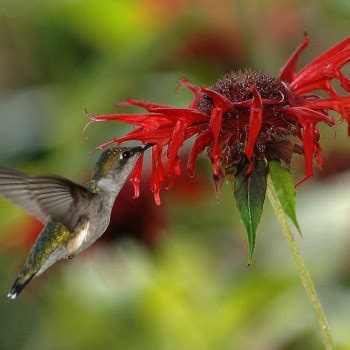 Scarlet beebalm – Green Mountain Natives