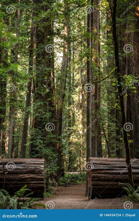 Big Green Tree Forest Trail at Redwoods National Park Spring Stock Photo - Image of rainforest ...