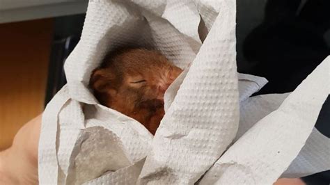 German police save man from baby squirrel terror - BBC News