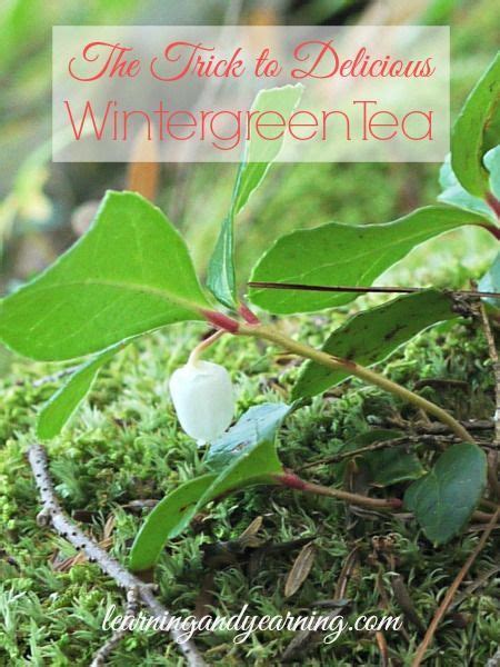 The Trick to Delicious Wintergreen Tea | Edible garden, Medicinal plants, Wintergreen