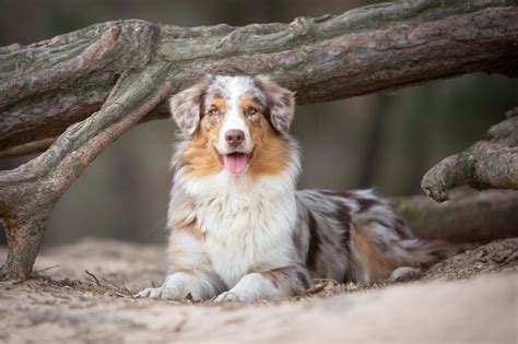 The Groomers Spotlight | Australian Shepherd Grooming Tips Please!