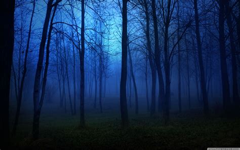 Beautiful Forest Night Wallpapers - Top Những Hình Ảnh Đẹp