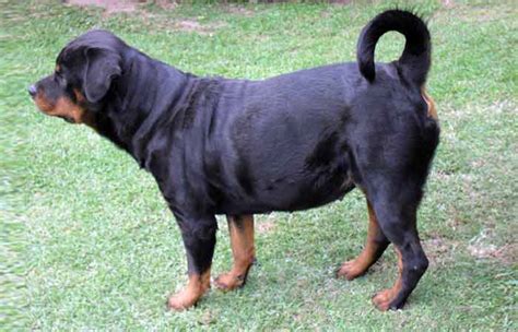 Rottweiler Names(Female & Male): Unique, Exotic & Uncommon - Petnamee