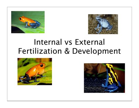 Internal vs External Fertilization & Development