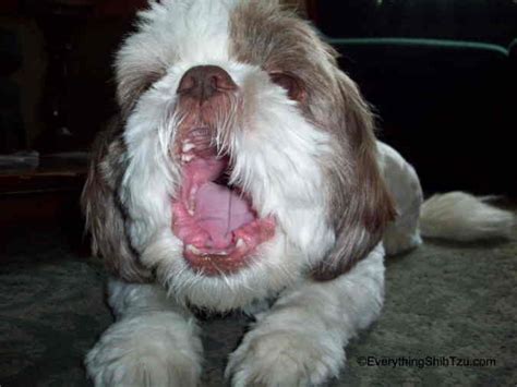 Shih Tzu Health Problems - A Complete Guide For Pet Parents