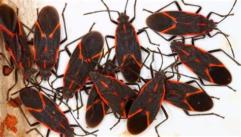 14 Common House Bugs In Michigan - 2023 Guide