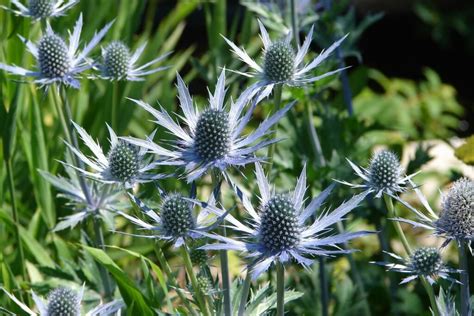 Sea holly varieties: the most beautiful species - Plantura