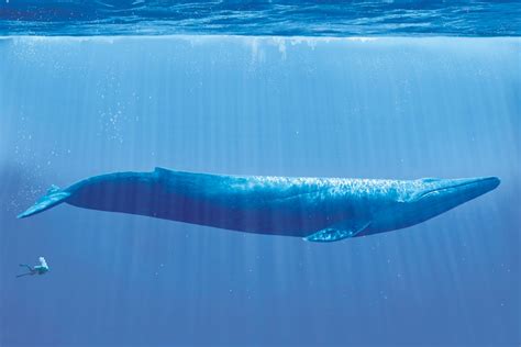 Blue Whale Facts, History, Useful Information and Amazing Pictures