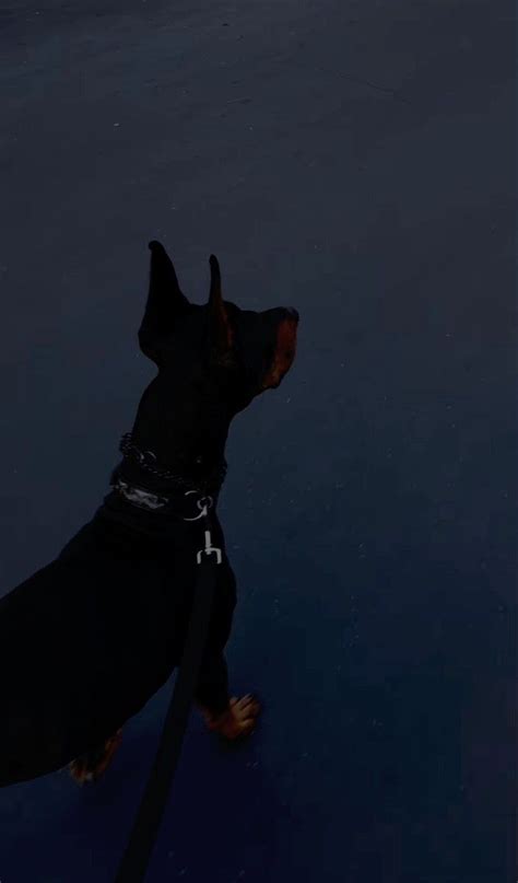 Pin by 🌓 on doberman. | Doberman pinscher dog, Scary dogs, Doberman puppy