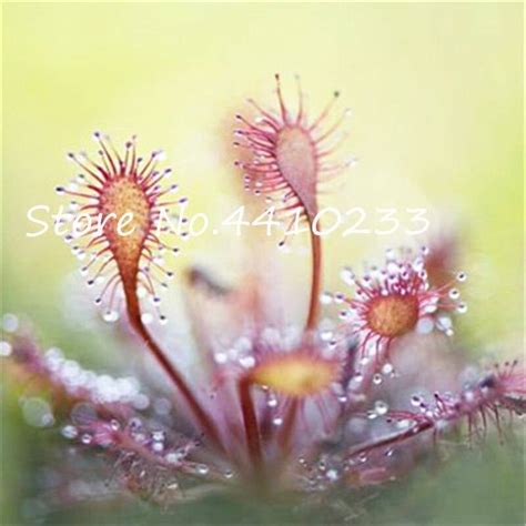 100 Pcs Venus Flytrap Seeds OutletTrends.com Free Shipping Up to 70% OFF