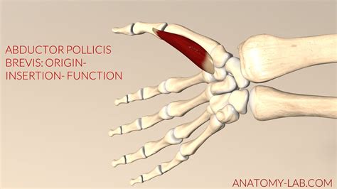 Abductor Pollicis Brevis: Origin- Insertion- Function (3d Animation ...