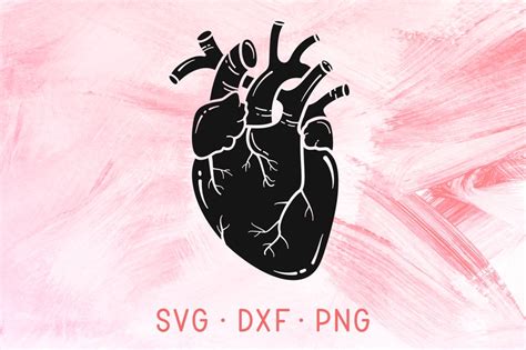 Anatomical Heart SVG DXF PNG, Human Heart Svg Cutting File, Love Svg, Medical Svg, Nurse Svg ...