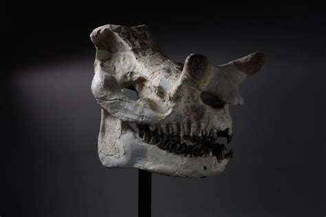 Large Megacerops Fossil Skull at 1stDibs