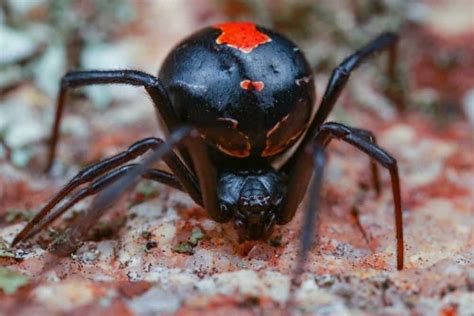 Black Widow Spider Insect Facts | Latrodectus | AZ Animals