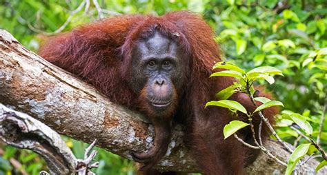 Tanjung Puting National Park - Orangutan Foundation International Australia