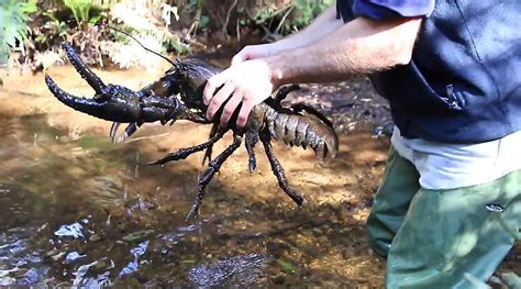 World’s largest freshwater invertebrate under threat in Tasmania — RT ...