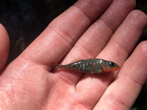 Incredible, adaptable three-spined stickleback | Outdoors | heraldandnews.com