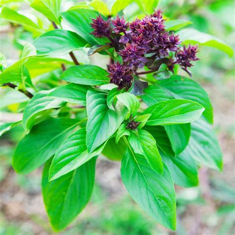 Cinnamon Basil: 5 Unique Ways to Use and Enjoy this Versatile Herb - PlantHD