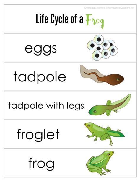 Free Printable Life Cycle Of A Frog Worksheet