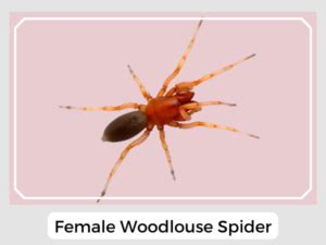 Woodlouse Spider (Dysdera crocata): Facts, Identification & Pictures