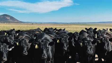 Black Angus Cattle Ranching - Desert Creek Ranch — Desert Creek RanchExplore Black Angus Cattle ...