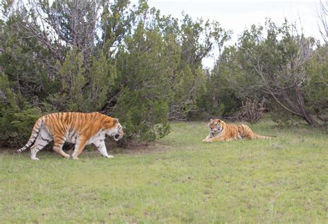 The Wild Animal Sanctuary and The Wild Animal Refuge in Colorado are Accredited by the Global ...