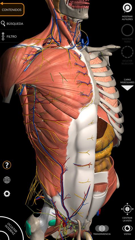 Anatomía - Atlas 3D for Android - APK Download