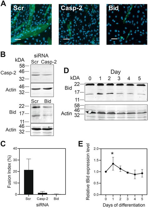 SiRNA against Bid blocked cell fusion. C2C12 cells were transfected... | Download Scientific Diagram