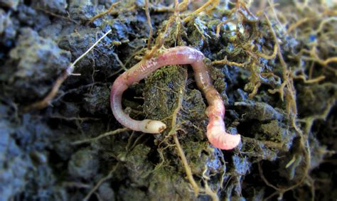 Fun Facts About Earthworms Habitat - The Earth Images Revimage.Org