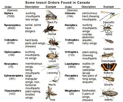 Insect Classification - The Canadian Encyclopedia