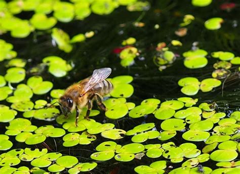 Leuven Botanical Garden