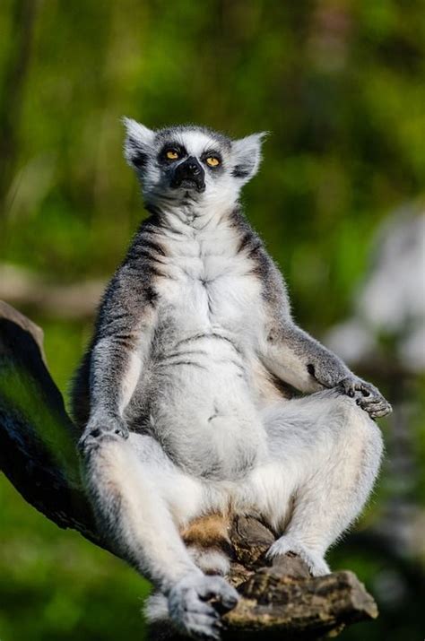 90+ kostenlose Lemur+Ring und Lemur-Bilder | Seltene tiere, Hässliche tiere, Kuschelige haustiere