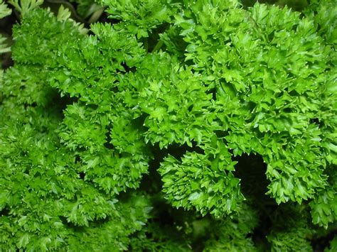 Parsley: The Lonely, Unappreciated Herb (Plus 4 Recipes) - Delishably