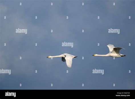 whooper swan, bird migration , cygnus cygnus Stock Photo - Alamy