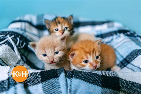 Newborn Kitten Care Week by Week — K&H Pet Products