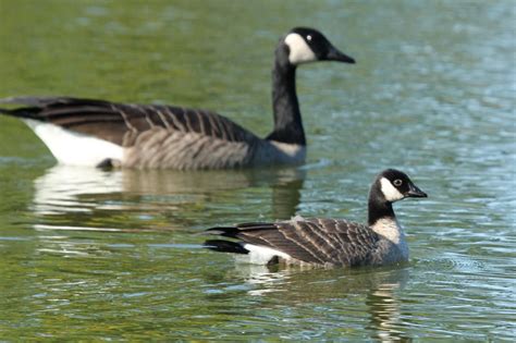 Cackling Goose - Shown here alongside the larger Canada Goose, the ...