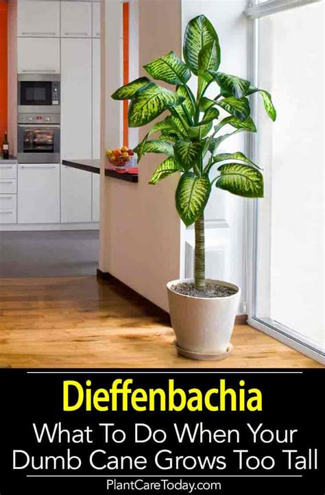 Dieffenbachia Propagation: Tips For Rooting Dumb Cane Plants