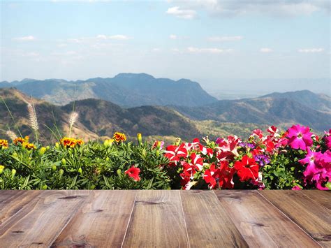 High-Altitude Gardening Tips: How To Grow A Mountain Garden