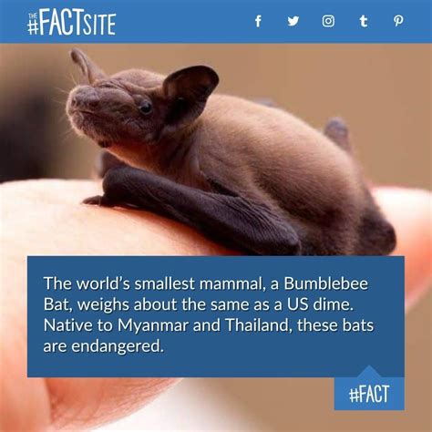 Bumblebee Bat Facts - The World's Smallest Bat - The Fact Site | Bumblebee bat, Small world, Fun ...