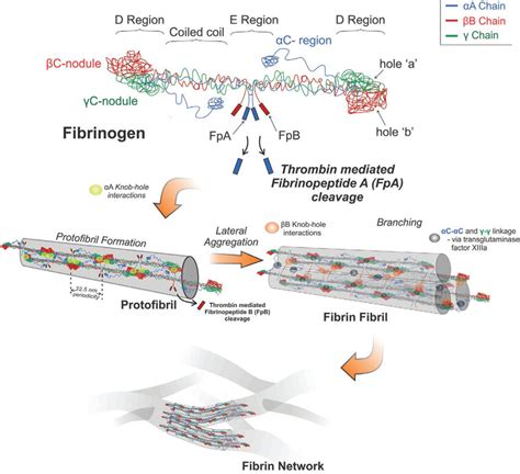 Schematic illustration of fibrin formation. Reproduced with permission... | Download Scientific ...